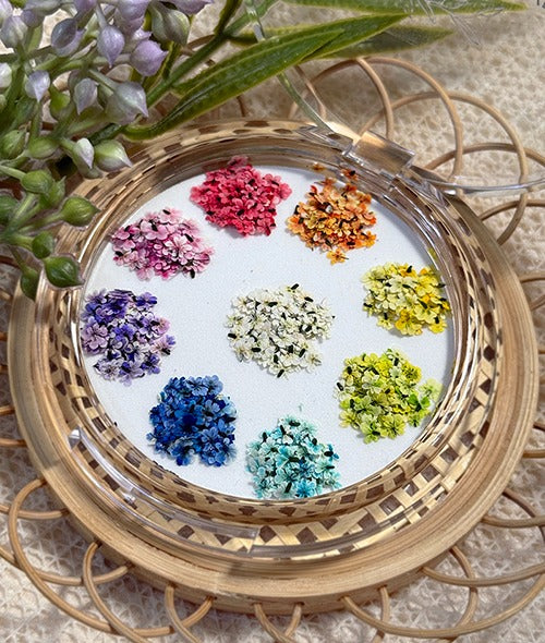 Jinaunni Dry Pressed Flowers (Limited)