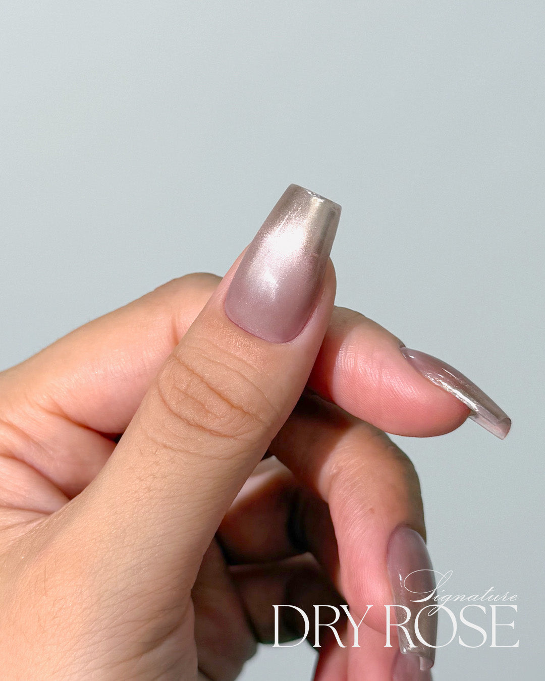 DGEL Signature Dry Rose Collection (Individual Colors/Set)